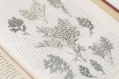 Pressed Flower Sticker [Dusty Miller] | Printed Dried Flower Sticker