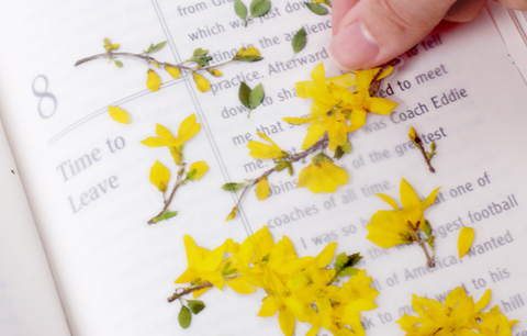 Pressed Flower Sticker [Forsythia] | Printed Dried Flower Sticker