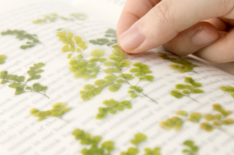 Pressed Flower Sticker [Adiantum] | Printed Dried Flower Sticker