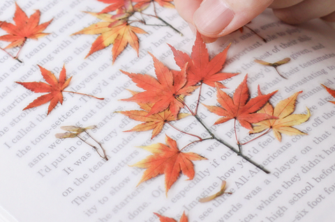 Pressed Flower Sticker [Palmate Maple] | Printed Dried Flower Sticker