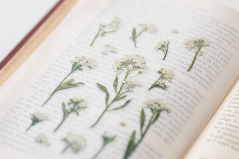 Pressed Flower Sticker [Sweet Alyssum] | Printed Dried Flower Sticker