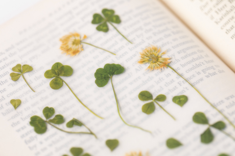 Pressed Flower Sticker [four leaf clover] | Printed Dried Flower Sticker