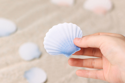 Scallop Sticky Notes S [2colors] | Shellfish