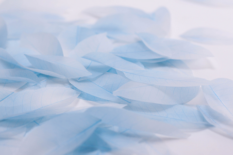 Birch Leaf Tracing Sticky Notes L [2colors]