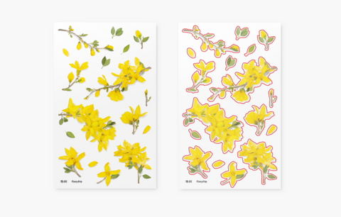 Pressed Flower Sticker [Forsythia] | Printed Dried Flower Sticker