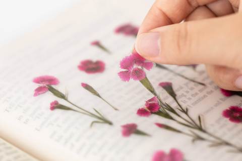 Pressed Flower Sticker [China Pink] | Printed Dried Flower Sticker