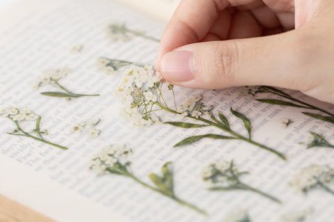 Pressed Flower Sticker [Sweet Alyssum] | Printed Dried Flower Sticker