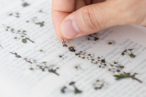 Pressed Flower Sticker [Bridal Wreath] | Printed Dried Flower Sticker