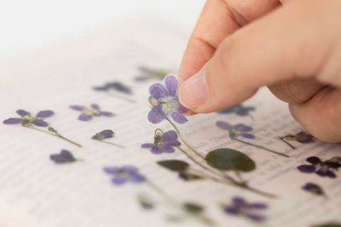Pressed Flower Sticker [Manchurian Violet] | Printed Dried Flower Sticker