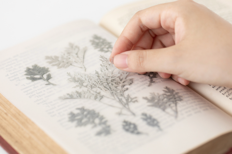 Pressed Flower Sticker [Dusty Miller] | Printed Dried Flower Sticker