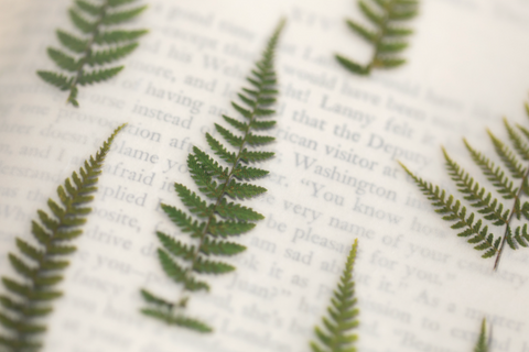 Pressed Flower Sticker [Bracken] | Printed Dried Flower Sticker