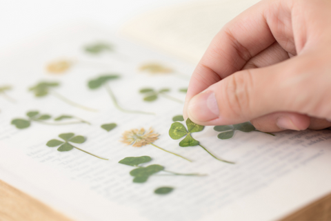 Pressed Flower Sticker [four leaf clover] | Printed Dried Flower Sticker