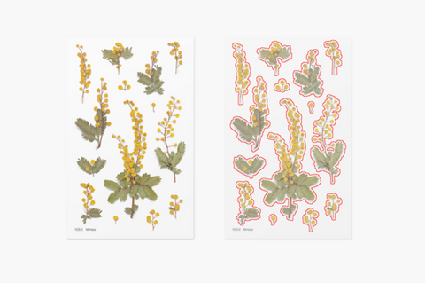 Pressed Flower Sticker [Mimosa] | Printed Dried Flower Sticker