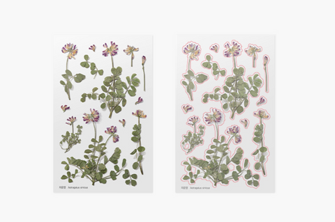 Pressed Flower Sticker [Astragalus sinicus] | Printed Dried Flower Sticker