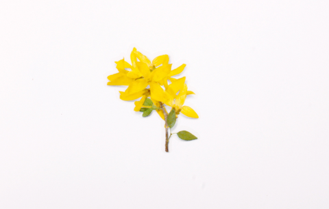 Pressed Flower Sticker [Forsythia] | Printed Dried Flower Sticker
