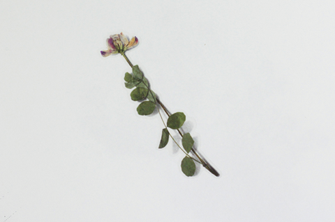 Pressed Flower Sticker [Astragalus sinicus] | Printed Dried Flower Sticker