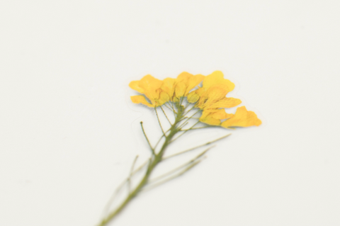 Pressed Flower Sticker [Rapeseed Flower] | Printed Dried Flower Sticker