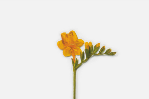Pressed Flower Sticker [Freesia] | Printed Dried Flower Sticker
