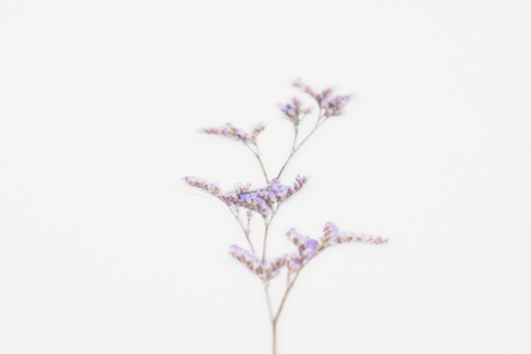 Pressed Flower Sticker [Misty Blue] | Printed Dried Flower Sticker