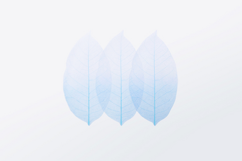 Birch Leaf Tracing Sticky Notes S [2colors]