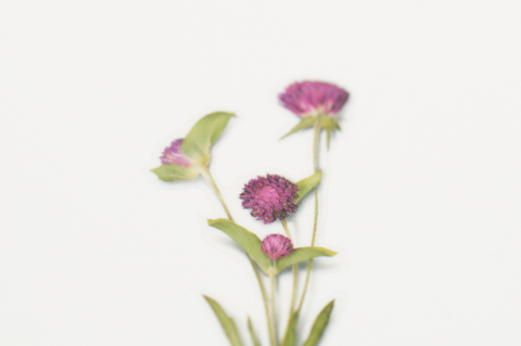 Pressed Flower Sticker [Globe Amaranth] | Printed Dried Flower Sticker