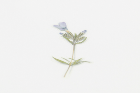 Pressed Flower Sticker [Moss Phlox] | Printed Dried Flower Sticker