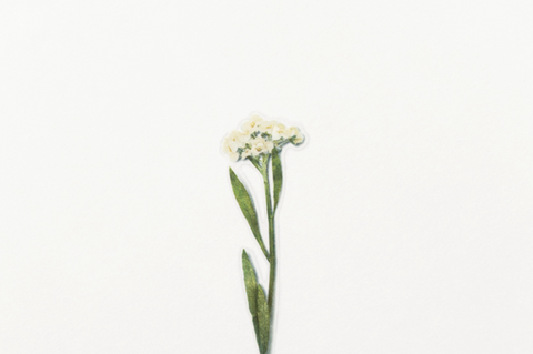 Pressed Flower Sticker [Sweet Alyssum] | Printed Dried Flower Sticker