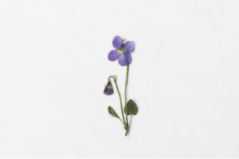 Pressed Flower Sticker [Manchurian Violet] | Printed Dried Flower Sticker