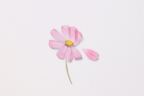 Pressed Flower Sticker [Cosmos] | Printed Dried Flower Sticker