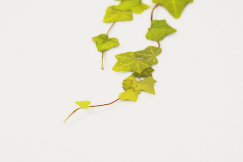 Pressed Flower Sticker [ivy] | Printed Dried Flower Sticker