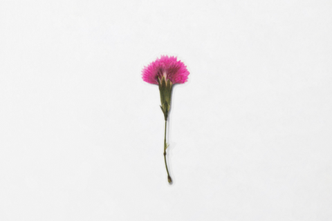 Pressed Flower Sticker [China Pink] | Printed Dried Flower Sticker