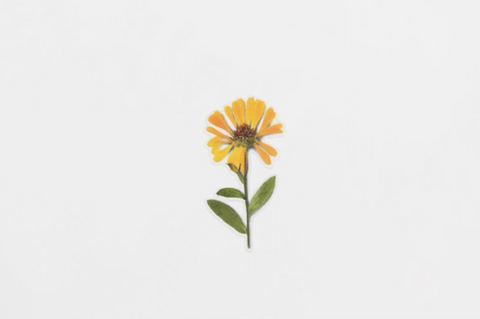 Pressed Flower Sticker [Calendula] | Printed Dried Flower Sticker