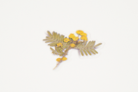 Pressed Flower Sticker [Mimosa] | Printed Dried Flower Sticker