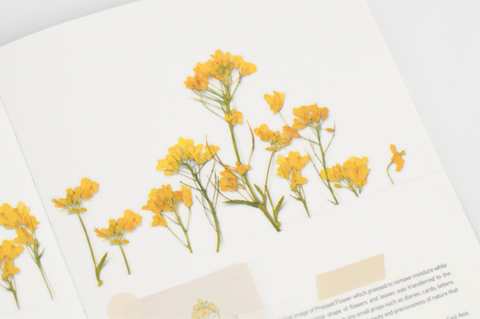 Pressed Flower Sticker [Rapeseed Flower] | Printed Dried Flower Sticker