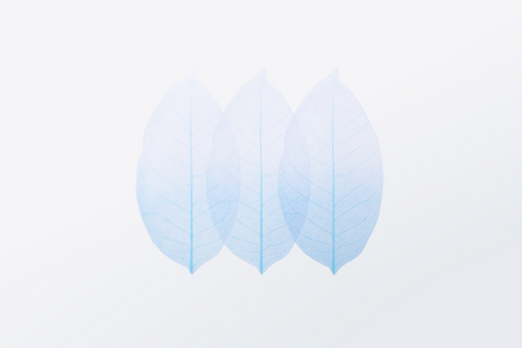 Birch Leaf Tracing Sticky Notes L [2colors]