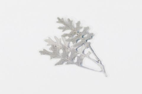 Pressed Flower Sticker [Dusty Miller] | Printed Dried Flower Sticker