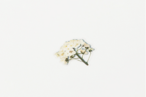 Pressed Flower Sticker [Sweet Alyssum] | Printed Dried Flower Sticker