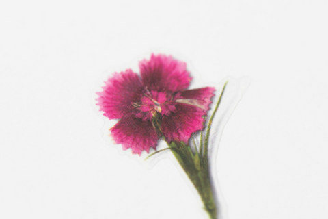 Pressed Flower Sticker [China Pink] | Printed Dried Flower Sticker