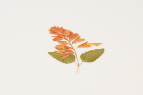 Pressed Flower Sticker [Salvia] | Printed Dried Flower Sticker