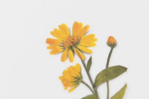 Pressed Flower Sticker [Calendula] | Printed Dried Flower Sticker