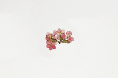 Pressed Flower Sticker [Apple Blossom] | Printed Dried Flower Sticker
