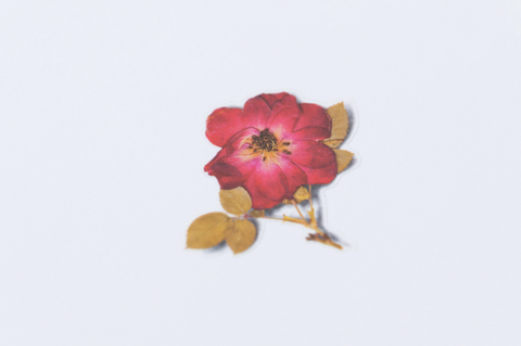 Pressed Flower Sticker [Mini Rose] | Printed Dried Flower Sticker