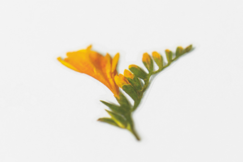Pressed Flower Sticker [Freesia] | Printed Dried Flower Sticker