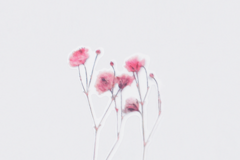 Pressed Flower Sticker [Baby's breath] | Gypsophila Printed Dried Flower Sticker