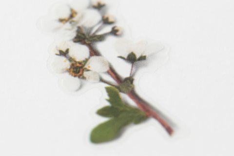 Pressed Flower Sticker [Bridal Wreath] | Printed Dried Flower Sticker