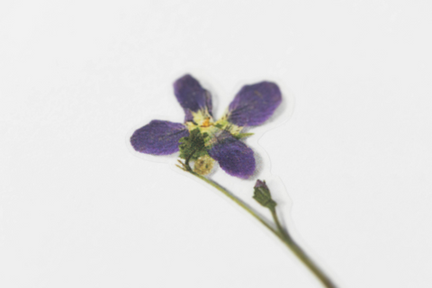 Pressed Flower Sticker [Manchurian Violet] | Printed Dried Flower Sticker
