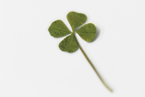 Pressed Flower Sticker [four leaf clover] | Printed Dried Flower Sticker