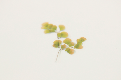 Pressed Flower Sticker [Adiantum] | Printed Dried Flower Sticker
