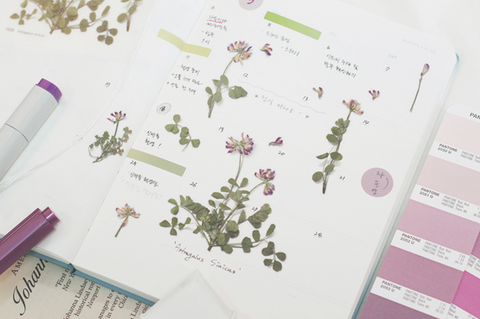 Pressed Flower Sticker [Astragalus sinicus] | Printed Dried Flower Sticker