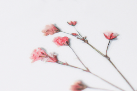 Pressed Flower Sticker [Baby's breath] | Gypsophila Printed Dried Flower Sticker